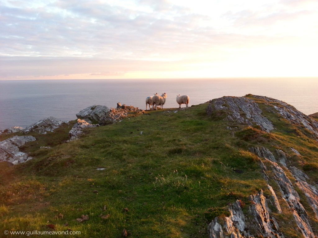 Sheeps Head